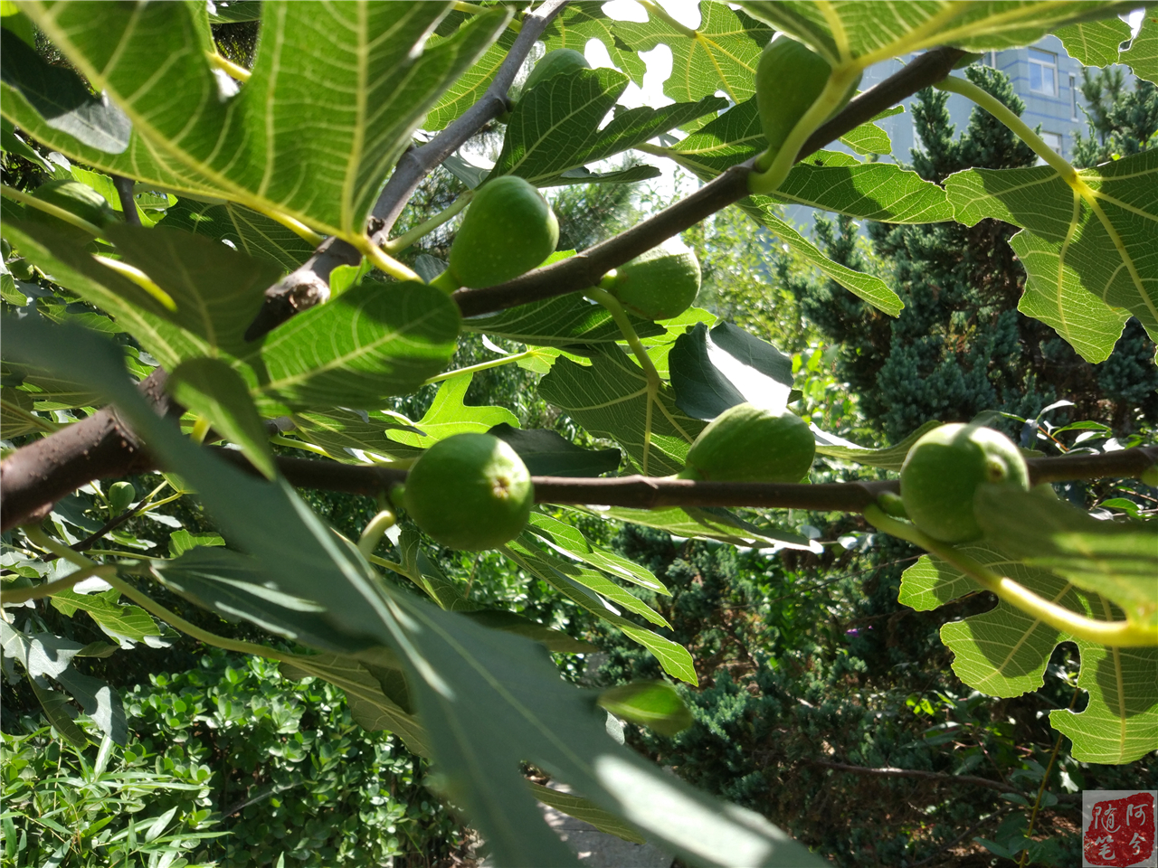 农村最常见的草能止痒,农村常见的止痒植物外用