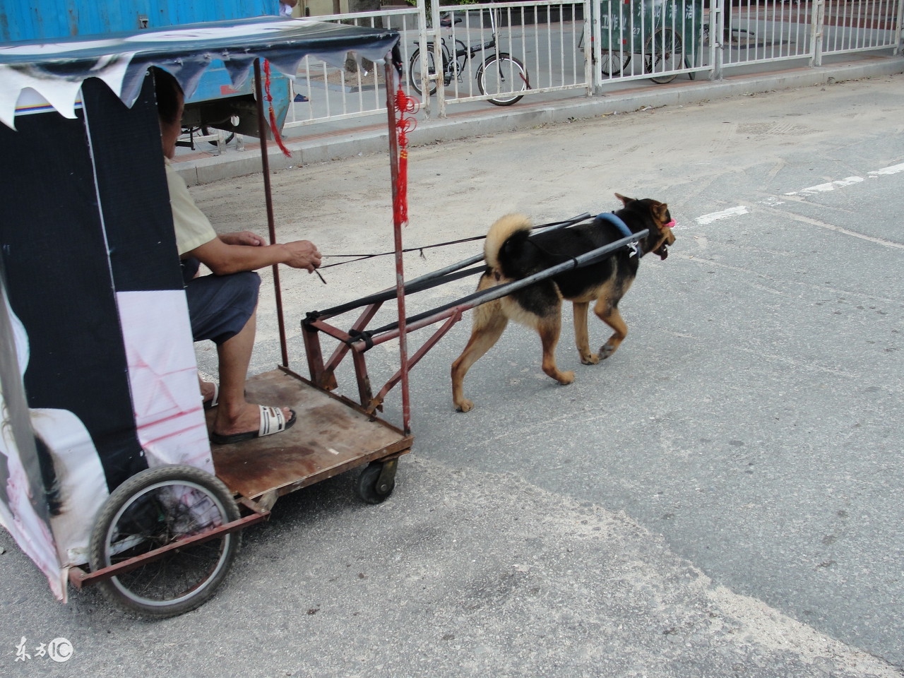 母狗发情与配种接生的常识顺口溜