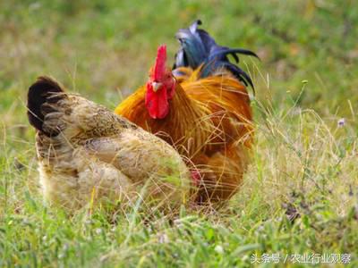投资农业最好的机会是已经到了吗,农业是下一个投资风口吗