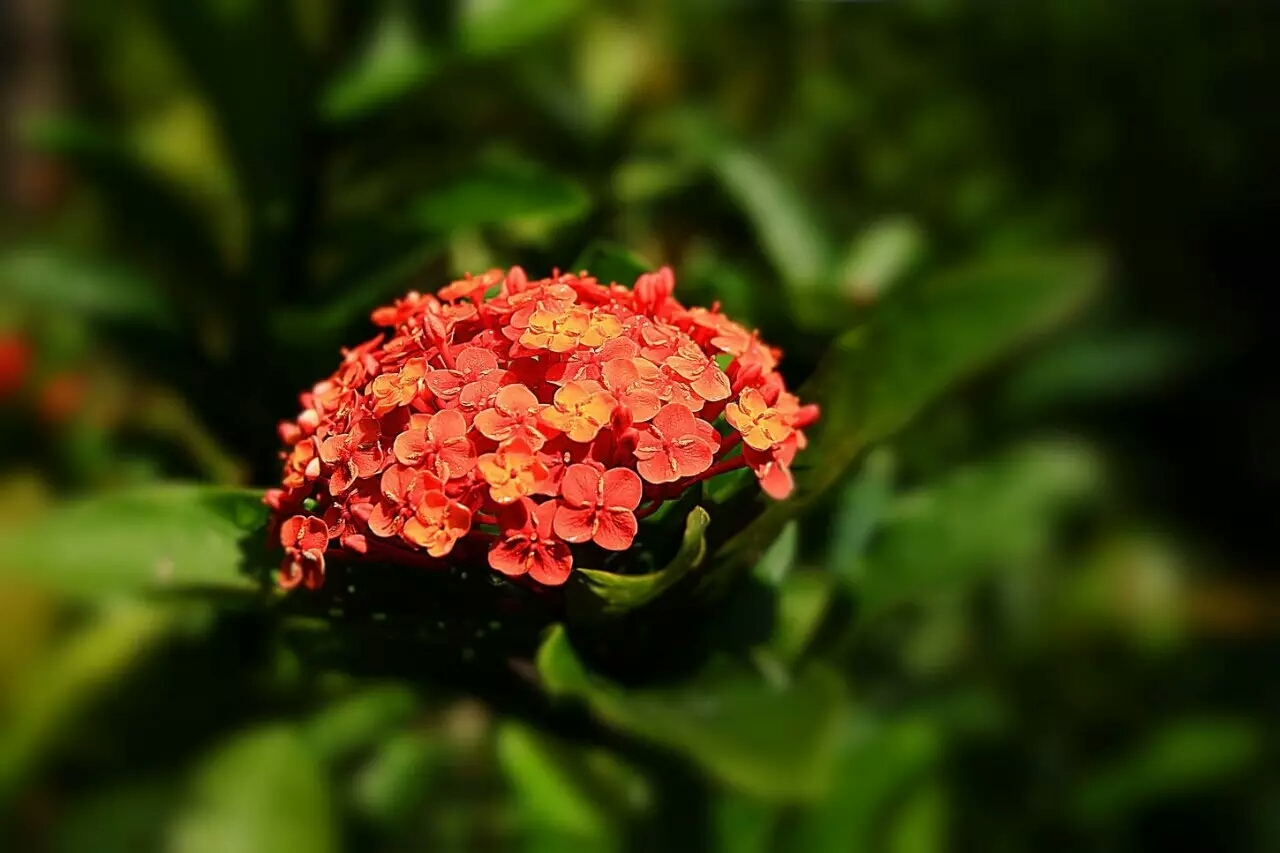 各个国家的国花有什么,各个国家的国花是什么花