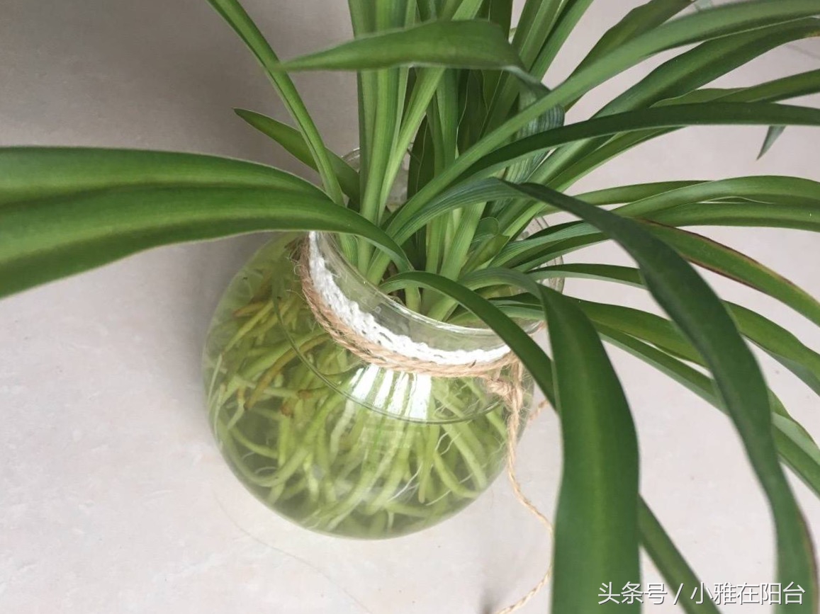 吊兰怎么养才能旺盛容易开花,室内养的吊兰有哪些品种及图片