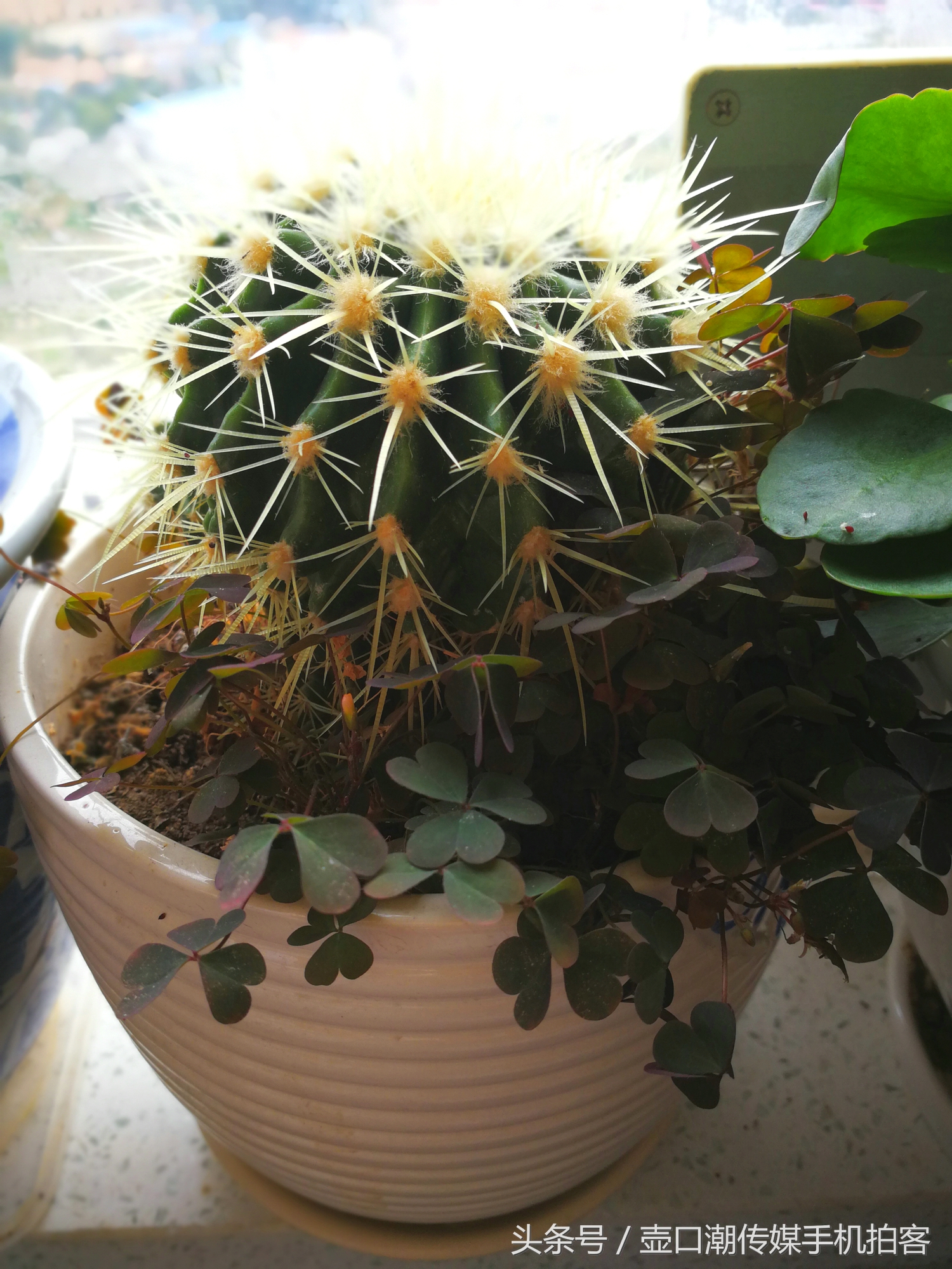 临汾：手机拍拍工作室的花~再好的装修也比不了和大自然和谐相处