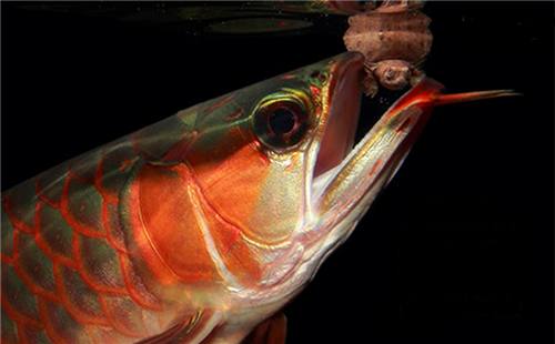 龙鱼挑食龙鱼拒食全攻略,龙鱼换季趴缸拒食怎么解决