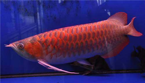 龙鱼挑食龙鱼拒食全攻略,龙鱼换季趴缸拒食怎么解决