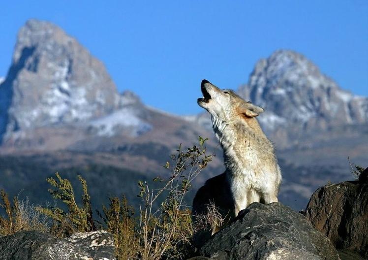怎么把你的男人调教成一匹嗷嗷叫的狼