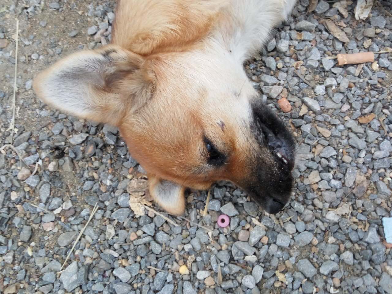 泰迪狗死时口吐白沫一直叫,泰迪被母狗拖死