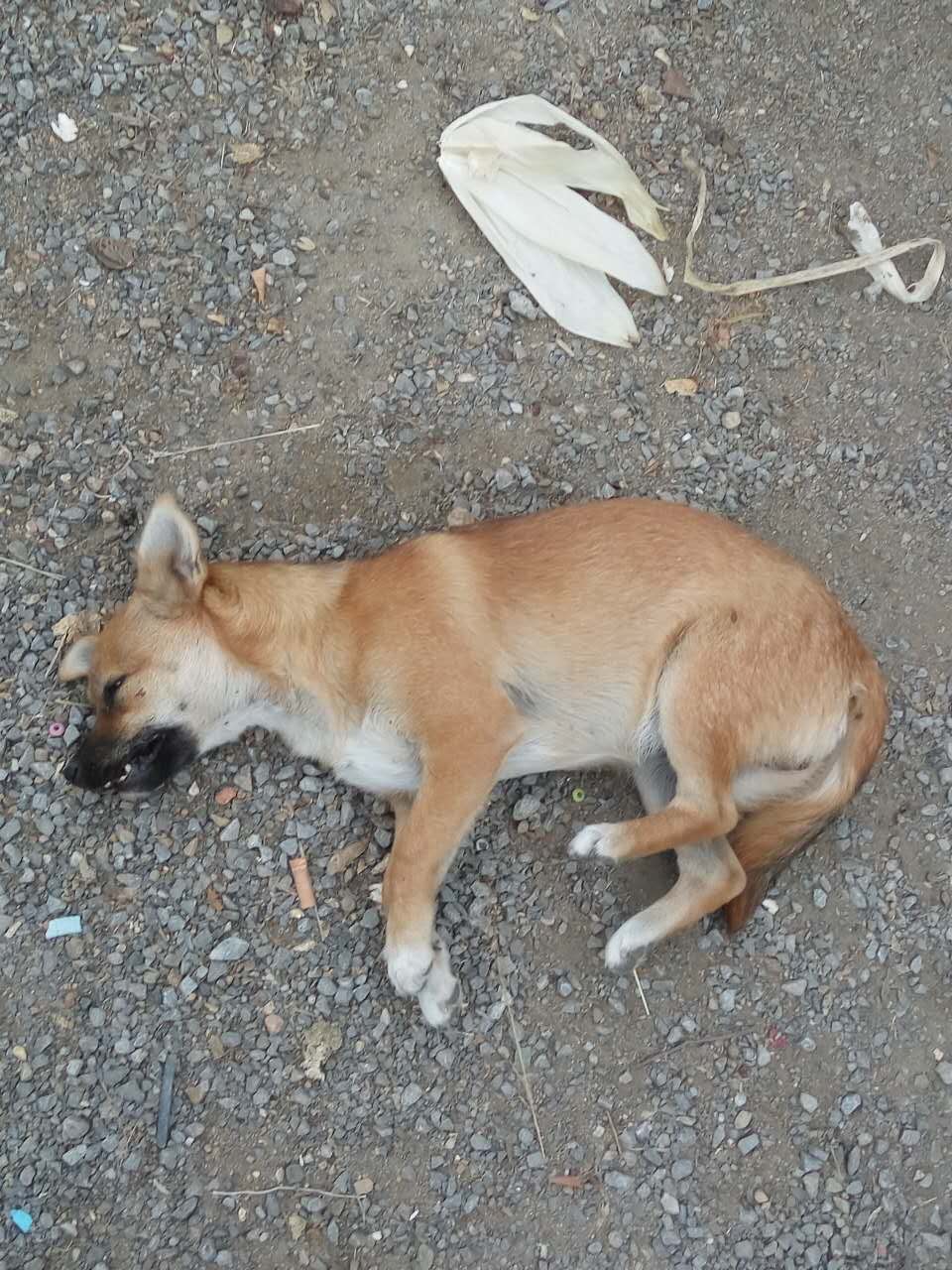 泰迪狗死时口吐白沫一直叫,泰迪被母狗拖死