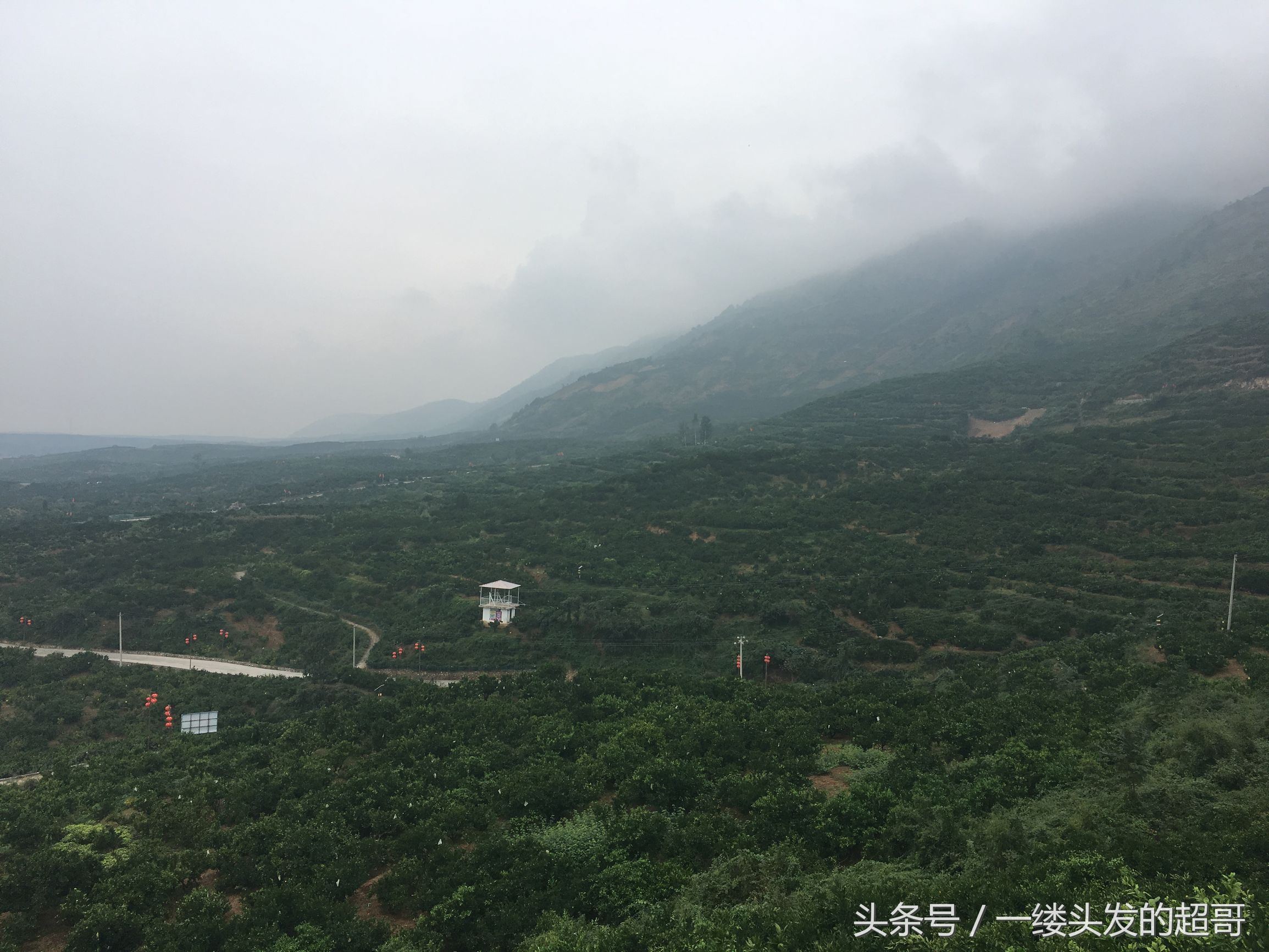 升仙村蜜橘,城固升仙村的橘子