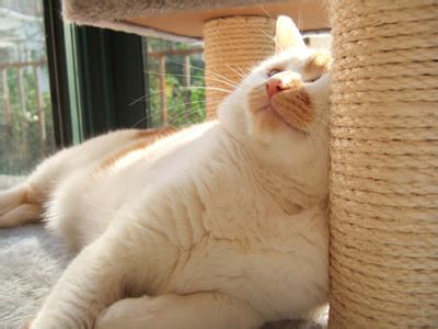 怎么才可以把猫咪养胖,喵星人的饲养方法