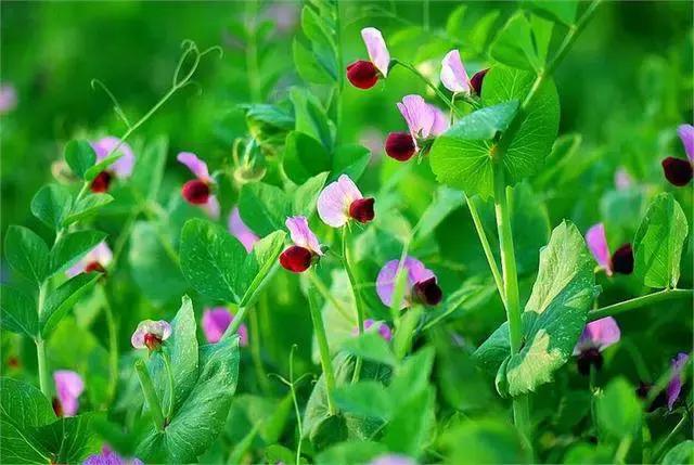 鸠歌湾，大北山怀里的“小江南”