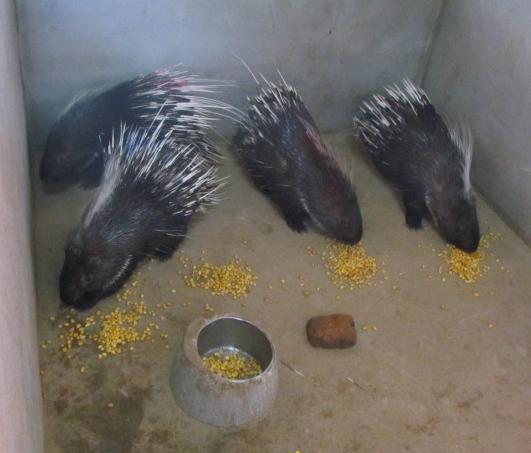 “懒汉”养殖豪猪大有优势,看着都激动!