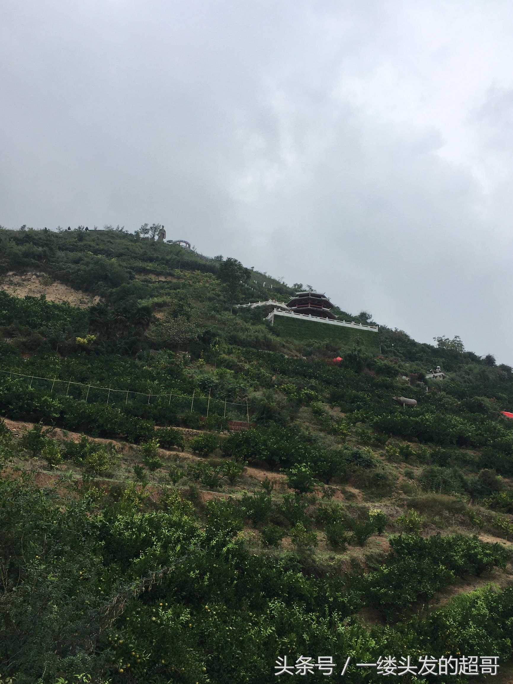 升仙村蜜橘,城固升仙村的橘子