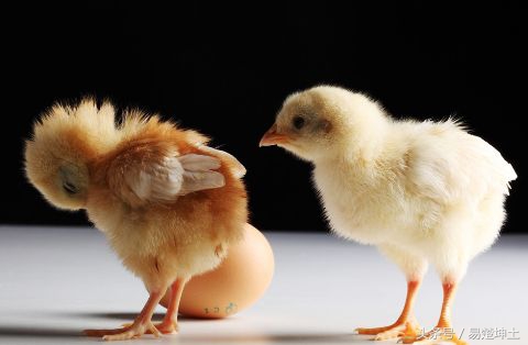 9月26日星期二天秤座，《*合六**》值日百事吉，生肖蛇—鸡—猪大吉利