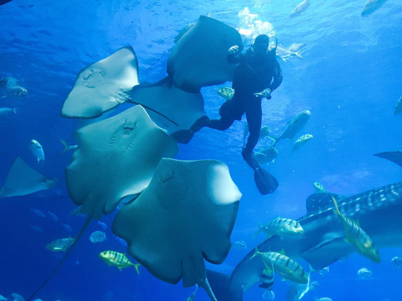 国庆推荐｜珠海长隆又有新项目？在云端拥抱海洋王国！超震撼！