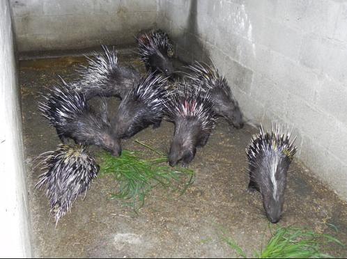 “懒汉”养殖豪猪大有优势,看着都激动!