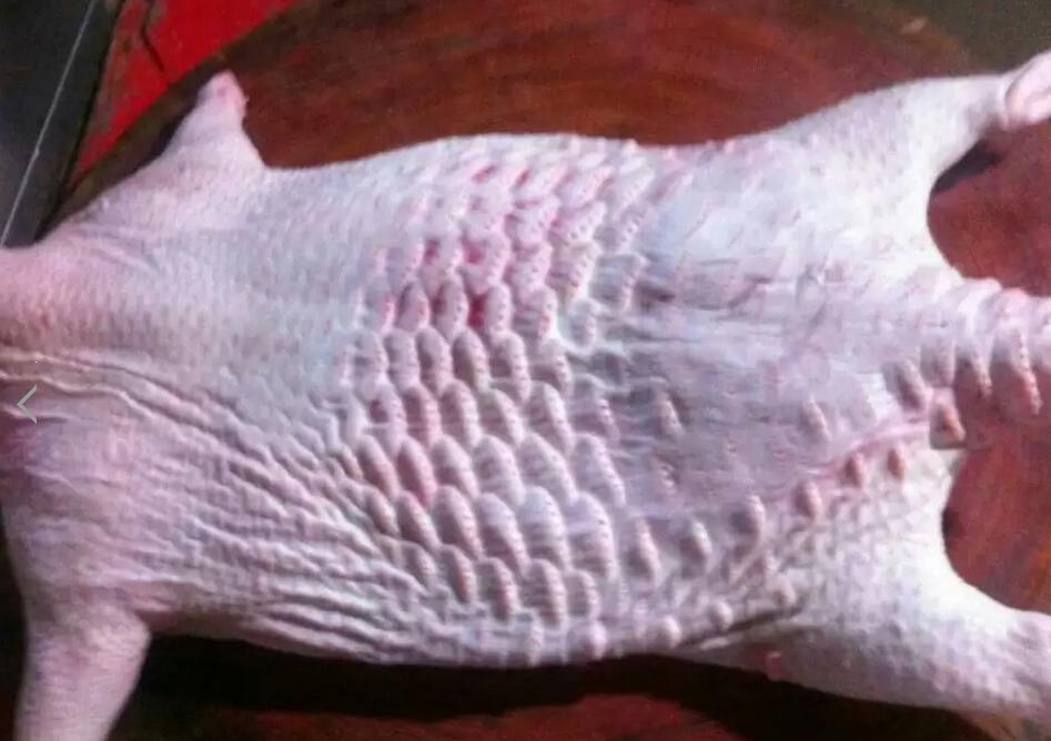 “懒汉”养殖豪猪大有优势,看着都激动!