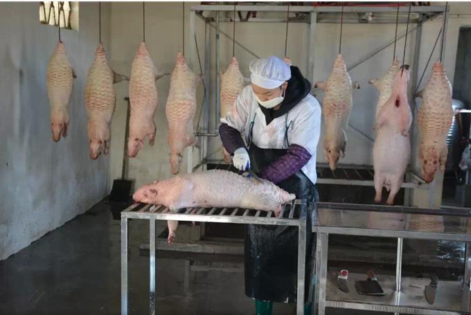 “懒汉”养殖豪猪大有优势,看着都激动!