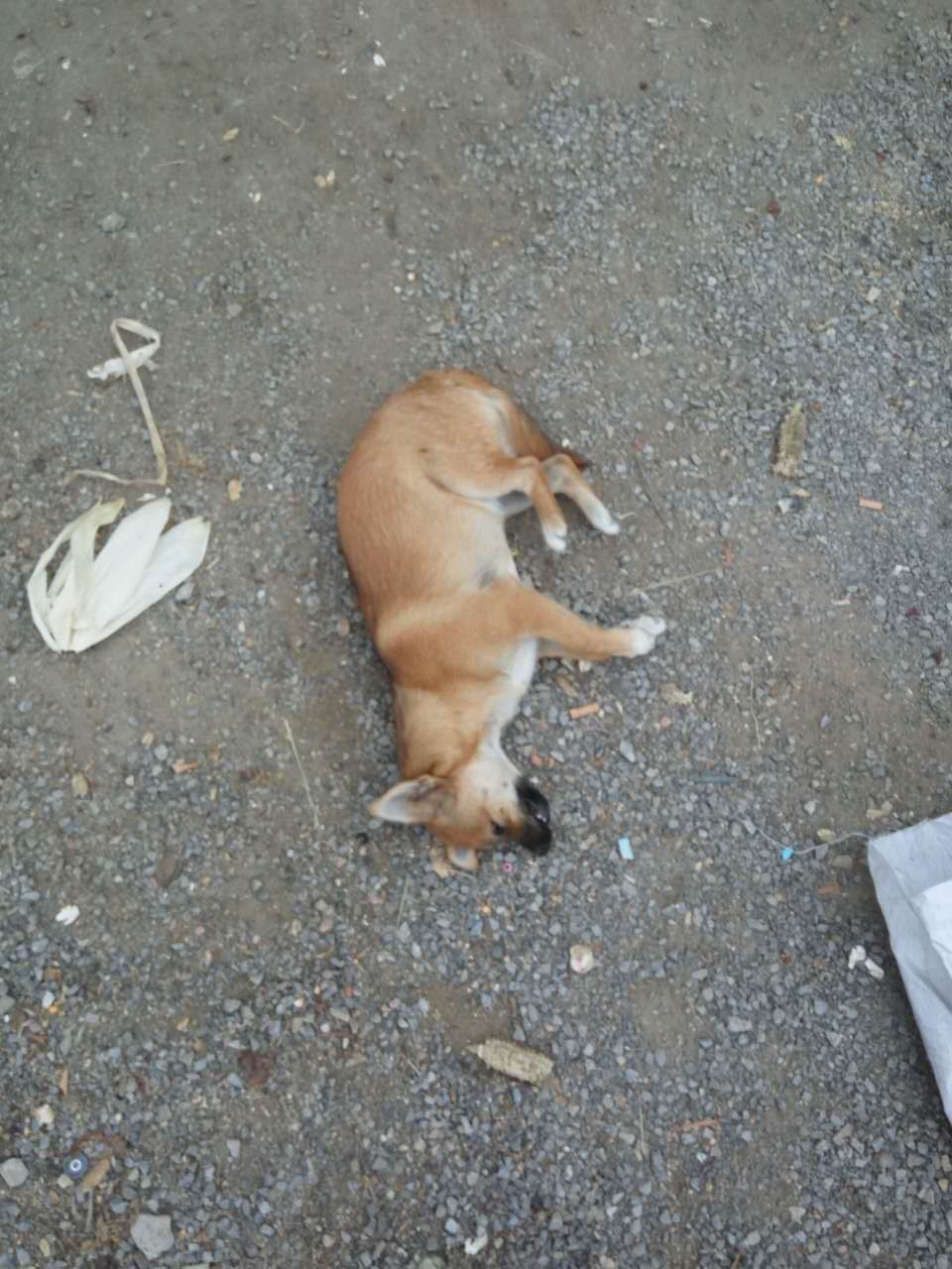 泰迪狗死时口吐白沫一直叫,泰迪被母狗拖死