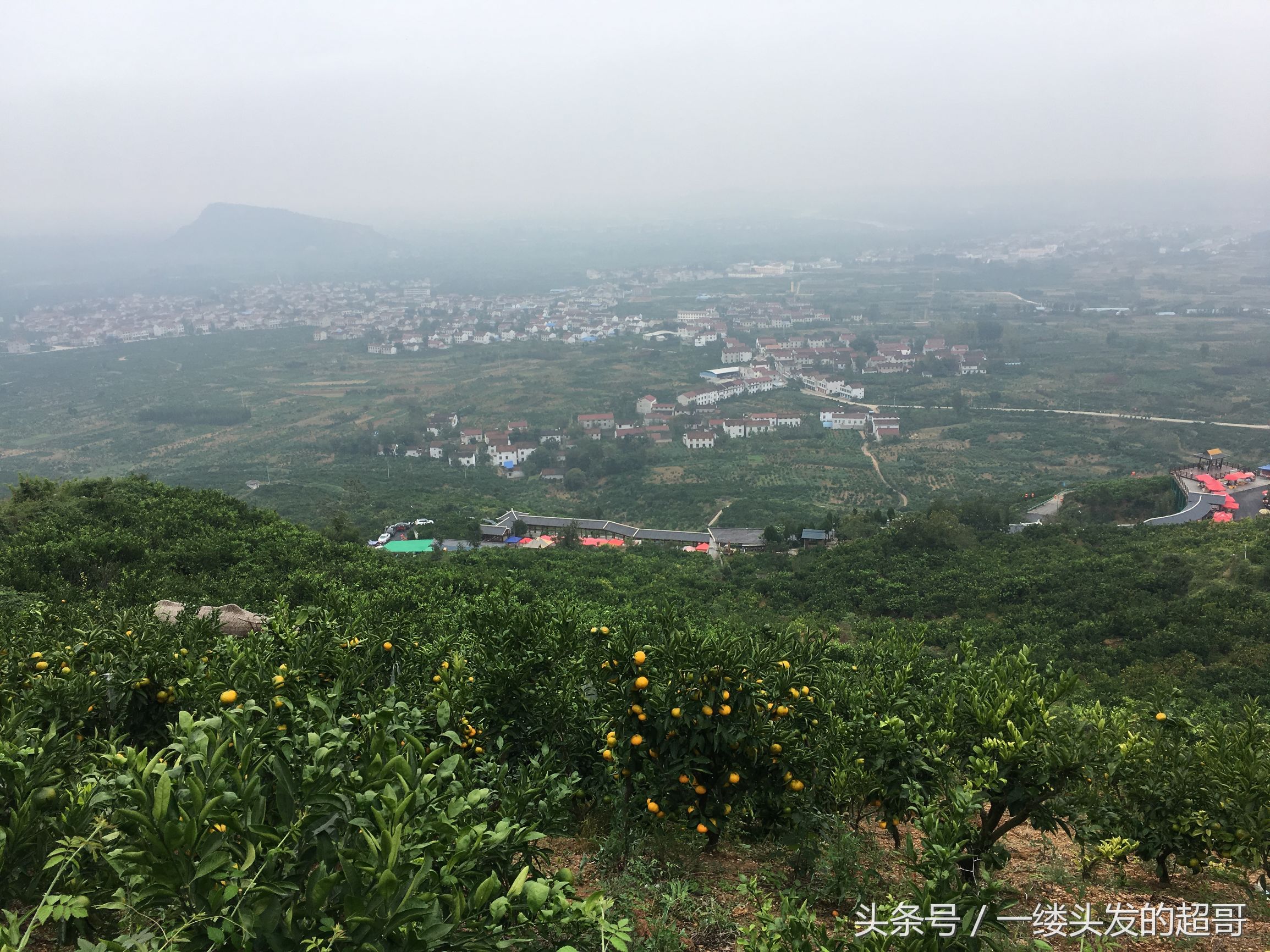 升仙村蜜橘,城固升仙村的橘子