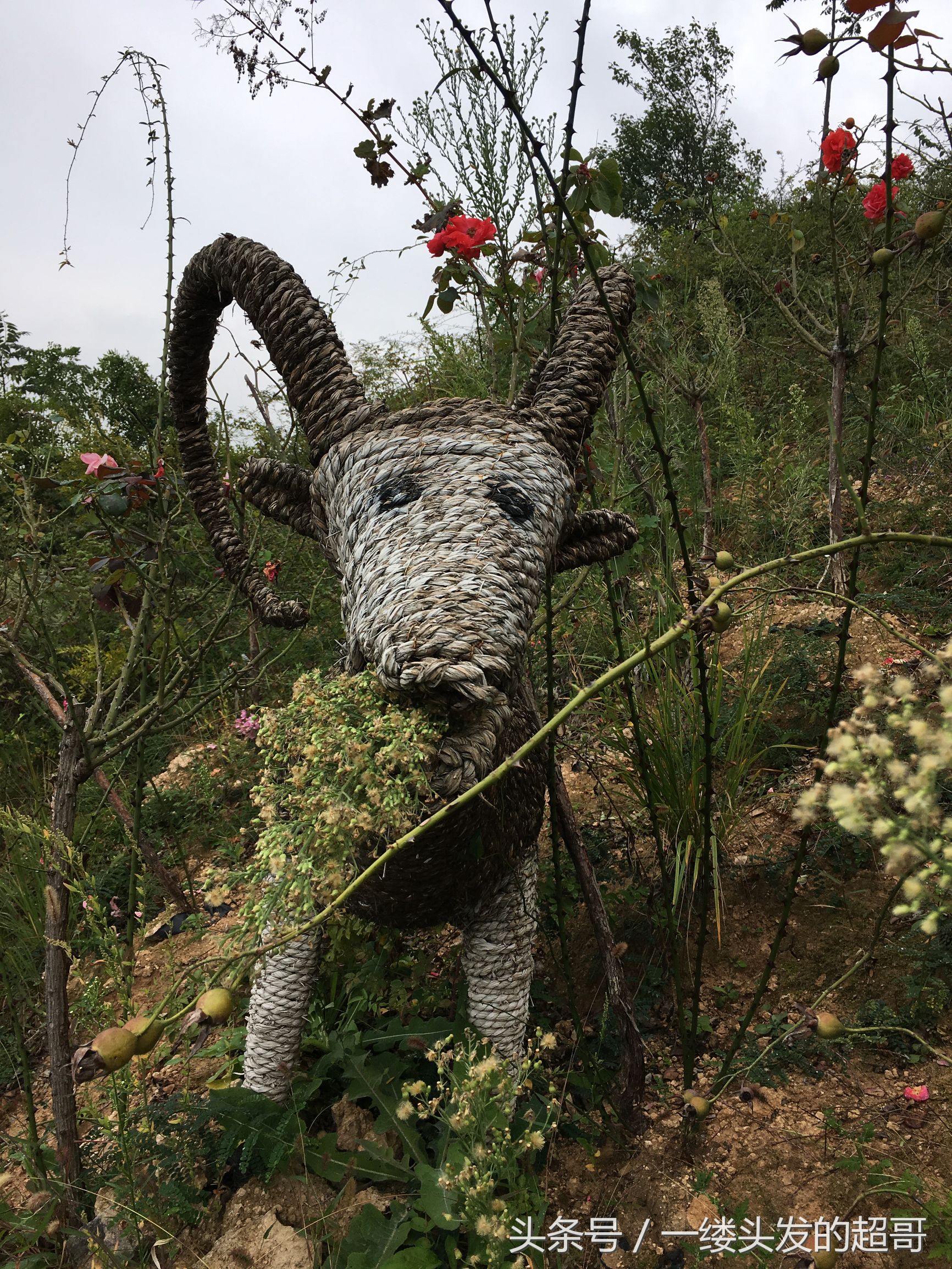 升仙村蜜橘,城固升仙村的橘子