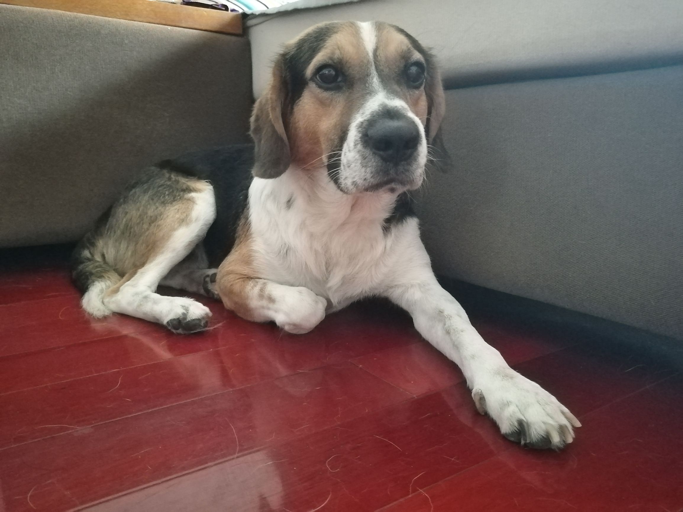 带狗狗5日自驾出游全攻略,一人一狗自驾游全攻略