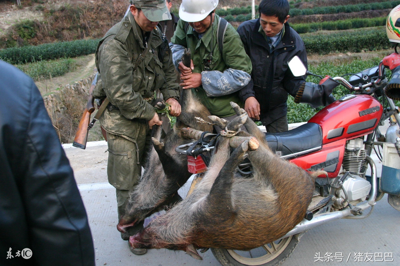 传统养猪行业的发展趋势,在中国养殖野猪的最新政策