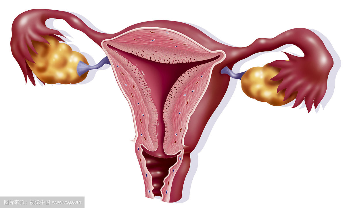 预防妇科炎症的运动,女人妇科慢性疾病预防控制