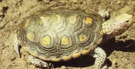 每天认识一种龟大鳄龟,日本石龟饲养方法