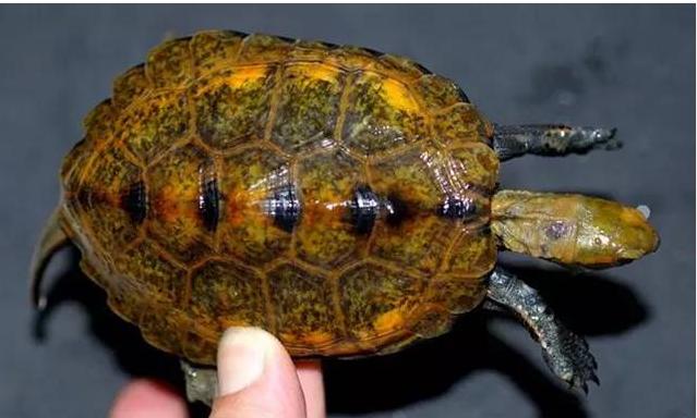 日本石龟和日本地龟,黄化日本石龟