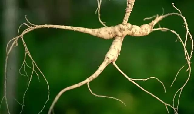 8.9，我们的片终于抢在韩国人前面