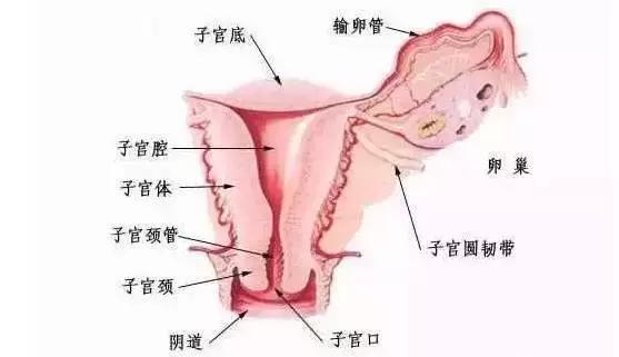 产后恢复该怎么做才能恢复得最好,产后恢复的6个最佳时期