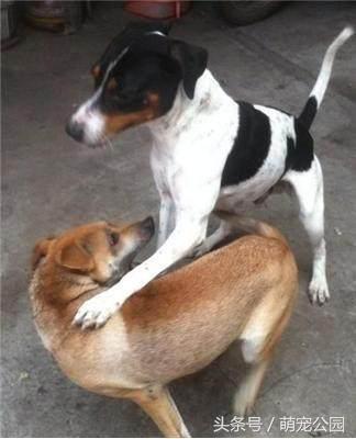 最新太仓猎犬出售,中华名猎犬