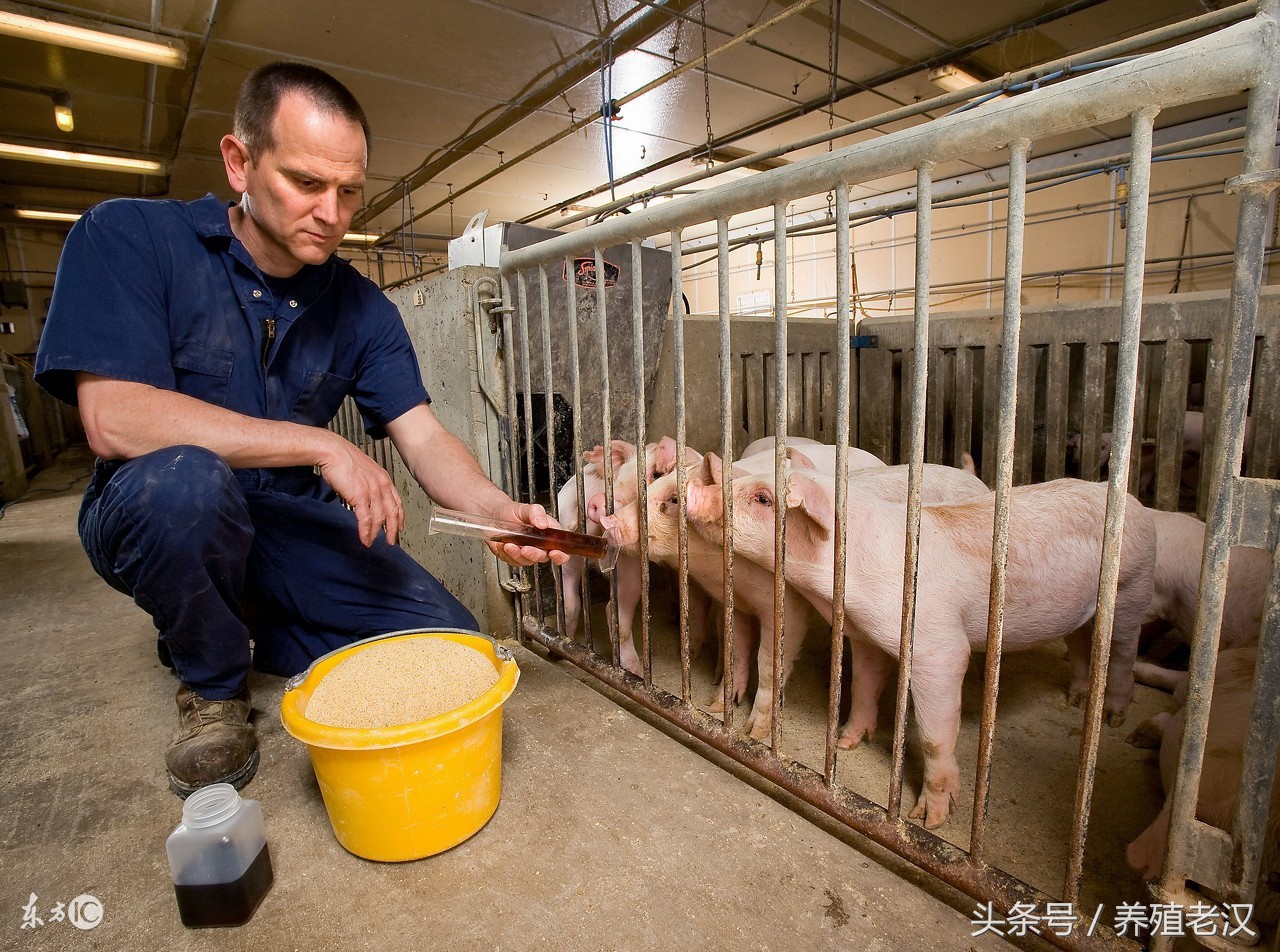 猪厌食不爱吃东西怎么办,猪消瘦不吃食是什么原因怎么治疗