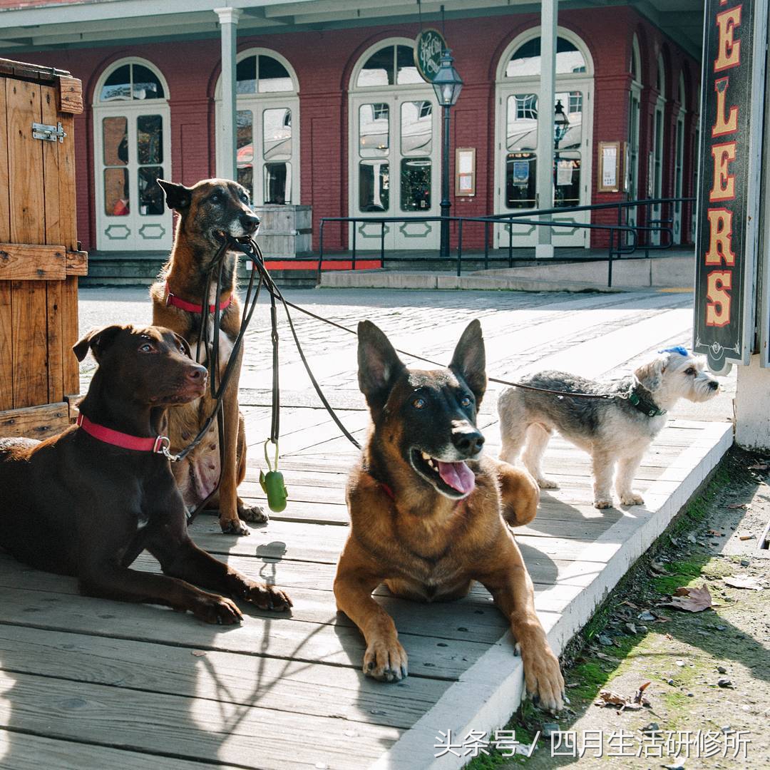 家有毛孩子|老司机说不买齐这些甭养狗