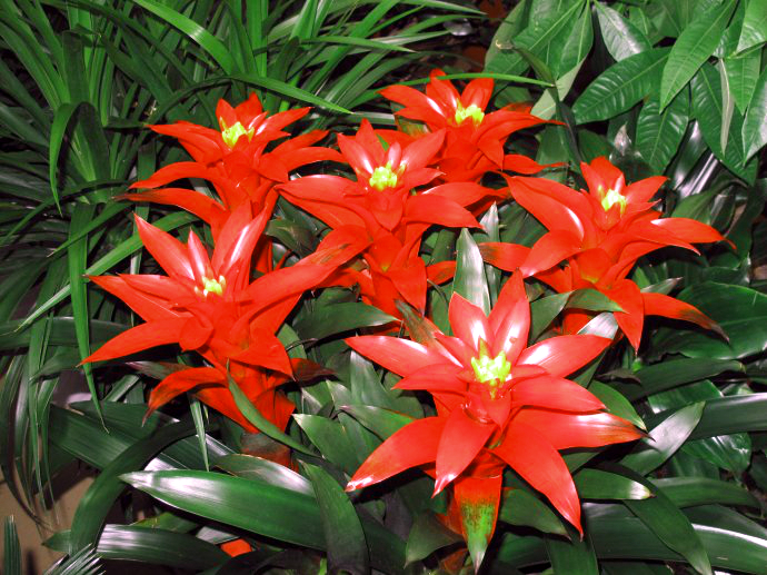 凤梨花叶子发黄了怎么办,凤梨花叶子发黄