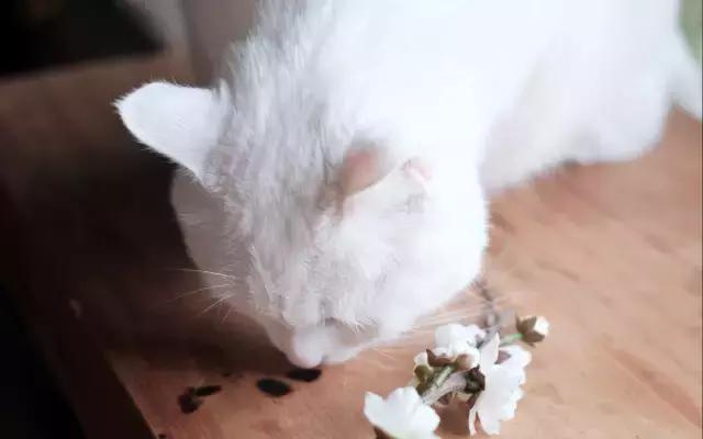 猫咪走丢两天回来无精打采只喝水,猫咪走丢了怎么办怎么找也找不到