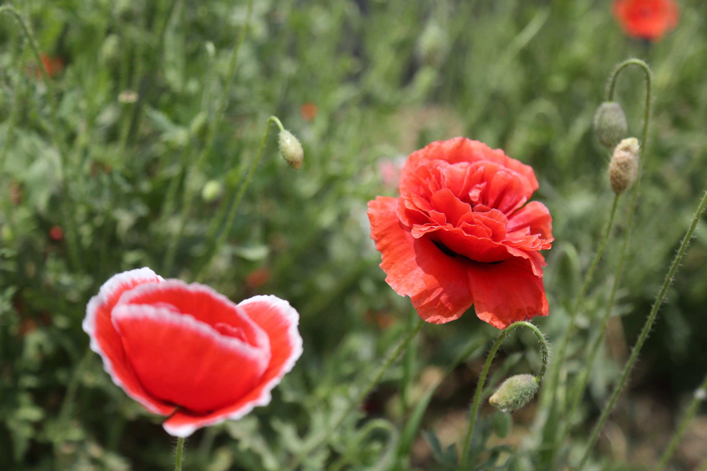 虞美人和罂粟花很像,粟花和虞美人的区别