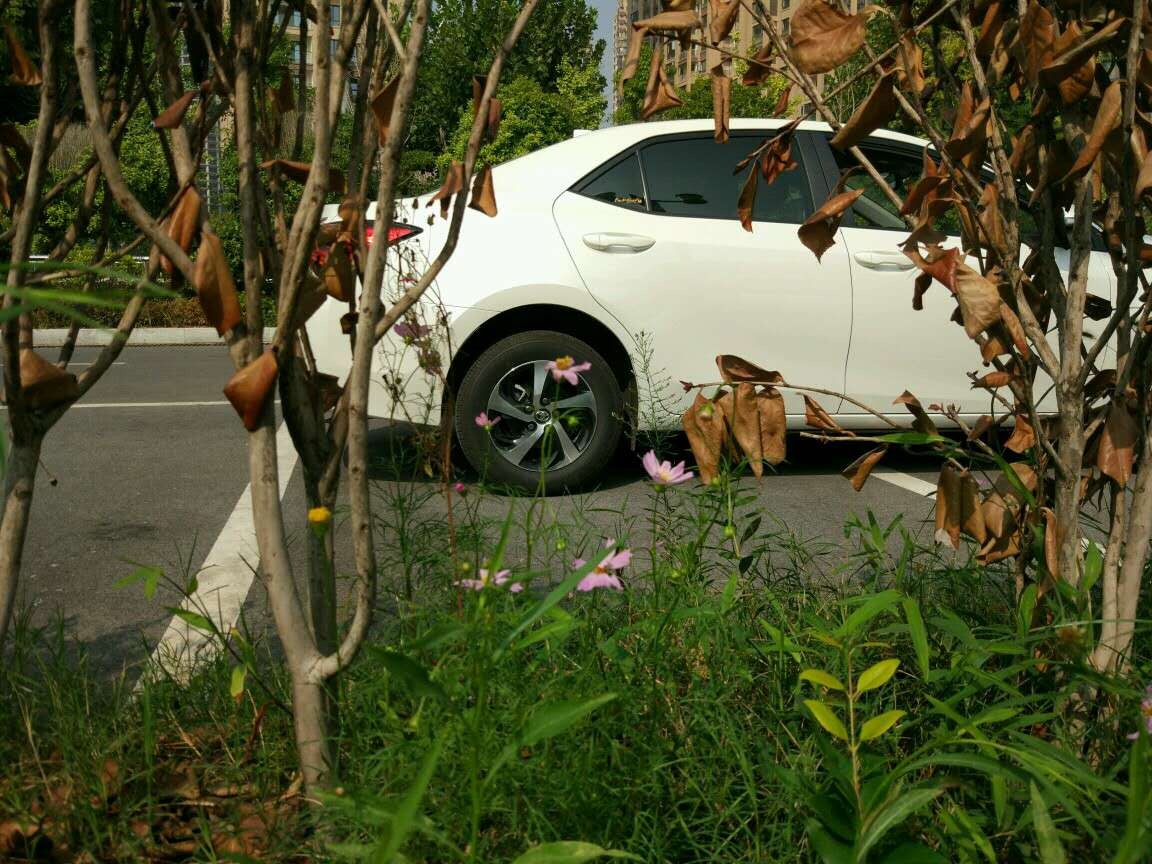 雷凌185T,1000公里用车感受,车主:尽管有3个问题,但依旧满意