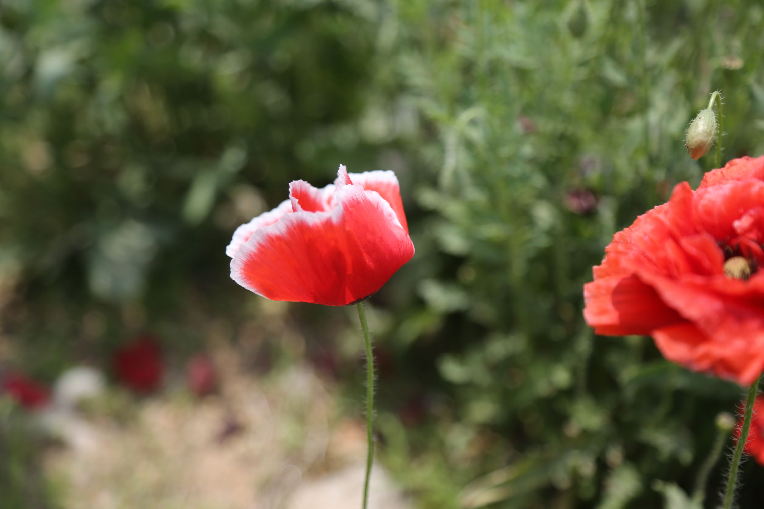 虞美人和罂粟花很像,粟花和虞美人的区别
