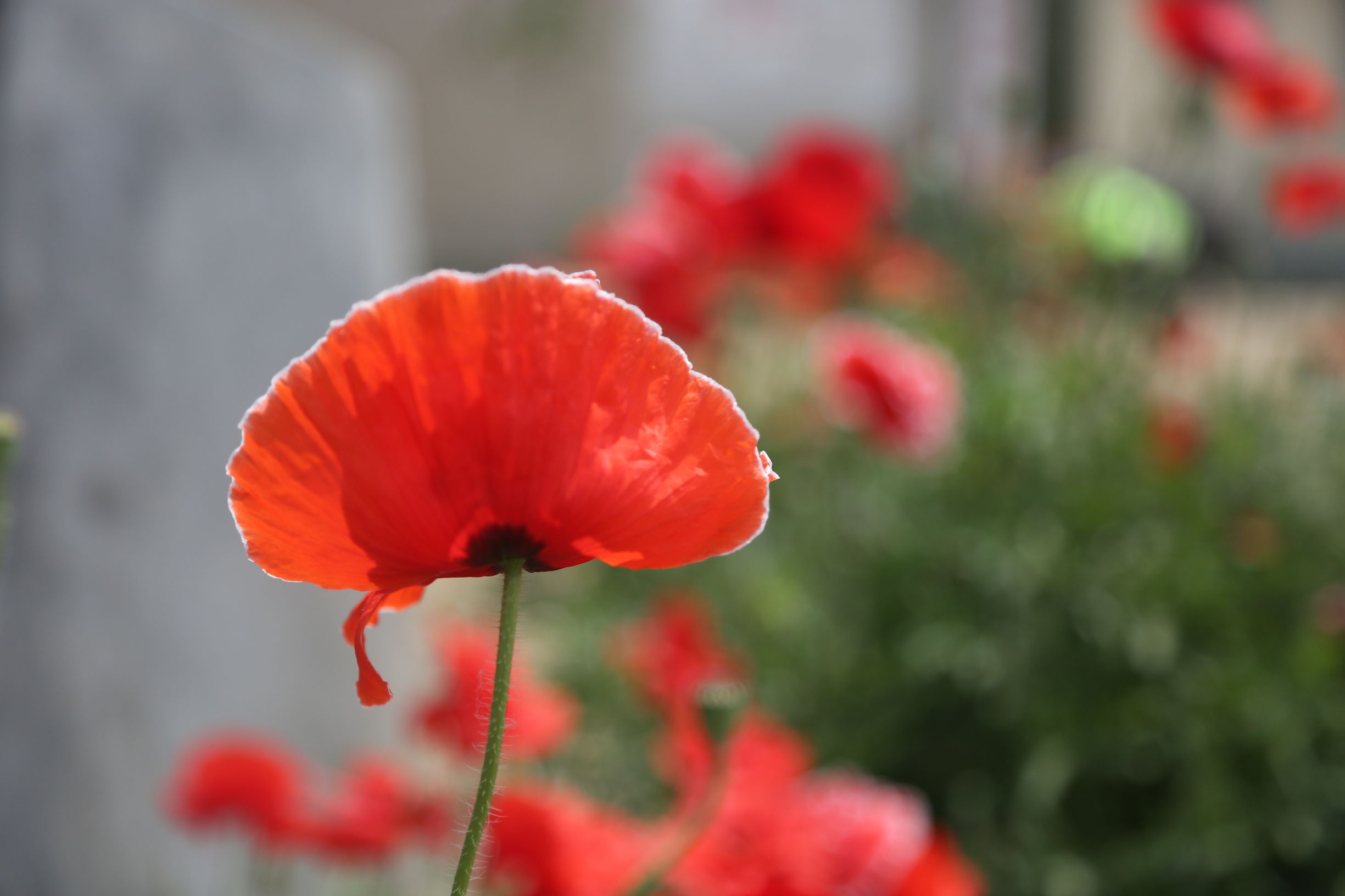 虞美人和罂粟花很像,粟花和虞美人的区别