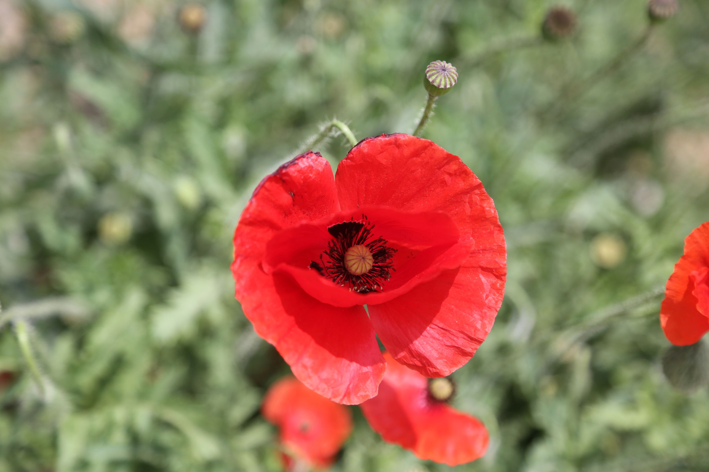 虞美人和罂粟花很像,粟花和虞美人的区别