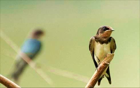 为什么燕子筑巢有的浅有的特别好 (这几年燕子总是往家里住啥原因)