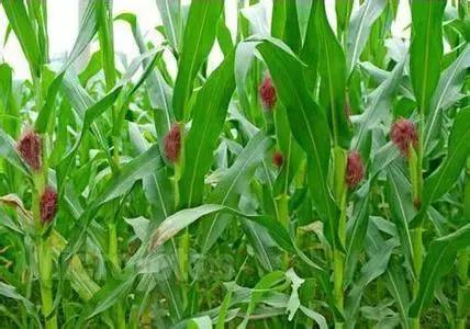 鸠歌湾，大北山怀里的“小江南”