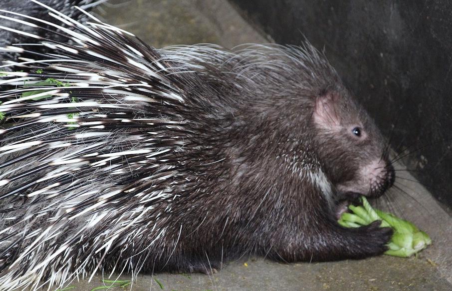 “懒汉”养殖豪猪大有优势,看着都激动!