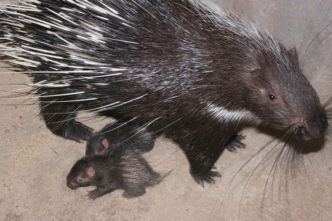 “懒汉”养殖豪猪大有优势,看着都激动!