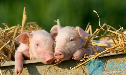 哺乳仔猪黄白痢如何母子同治,仔猪黄白痢偏方秘方