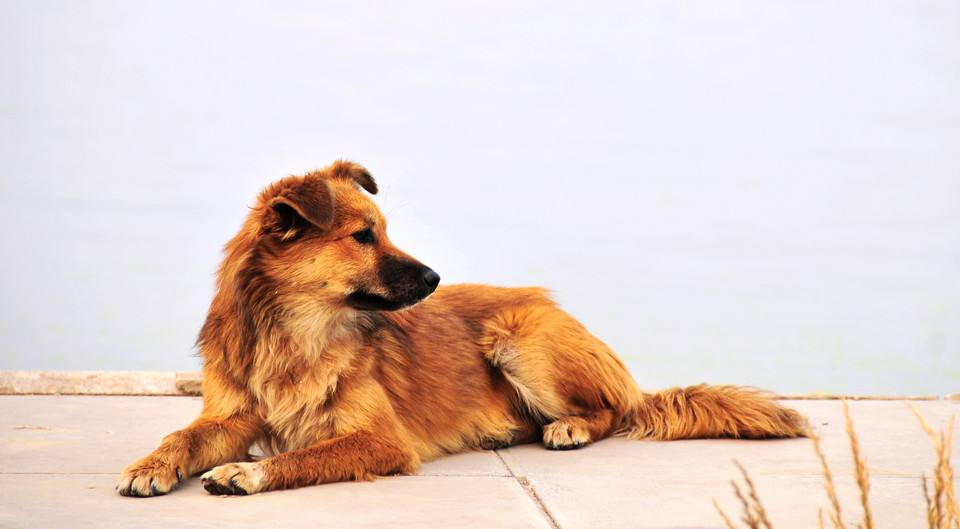 狗狗在山上救回来一只野猪,爱犬勇斗野猪