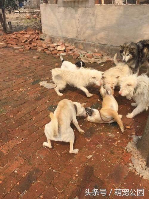 中华田园犬是秋田犬的祖先,中华田园犬日本犬历史