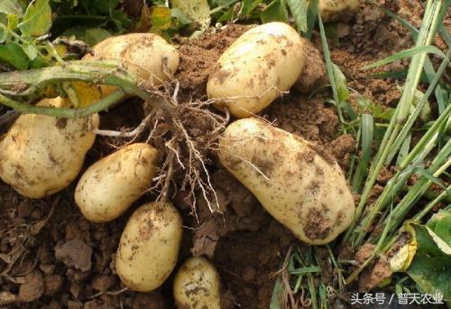马铃薯疮痂病发生症状,马铃薯疮痂病的发病症状