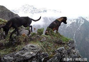 凉山犬出售直播,中华名猎犬